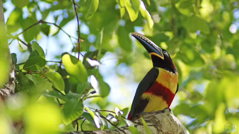 Pantanal - Das größte Feuchtgebiet der Erde und seine Bedeutung für Aquarianer