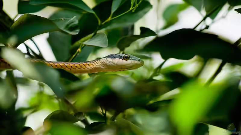 Pantanal - Das größte Feuchtgebiet der Erde und seine Bedeutung für Aquarianer