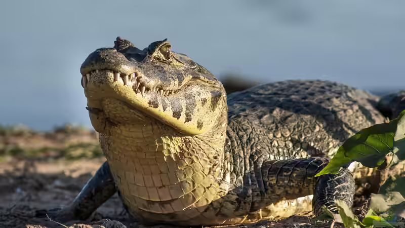 Pantanal - Das größte Feuchtgebiet der Erde und seine Bedeutung für Aquarianer