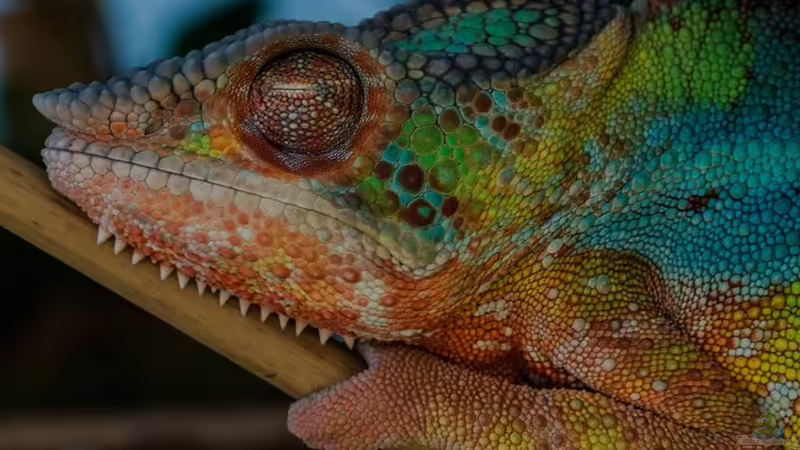 Pantherch. ´Leo´ (04/2015) von fischgarage (13)