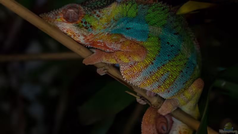 Pantherch. ´Leo´ (04/2015) von fischgarage (14)