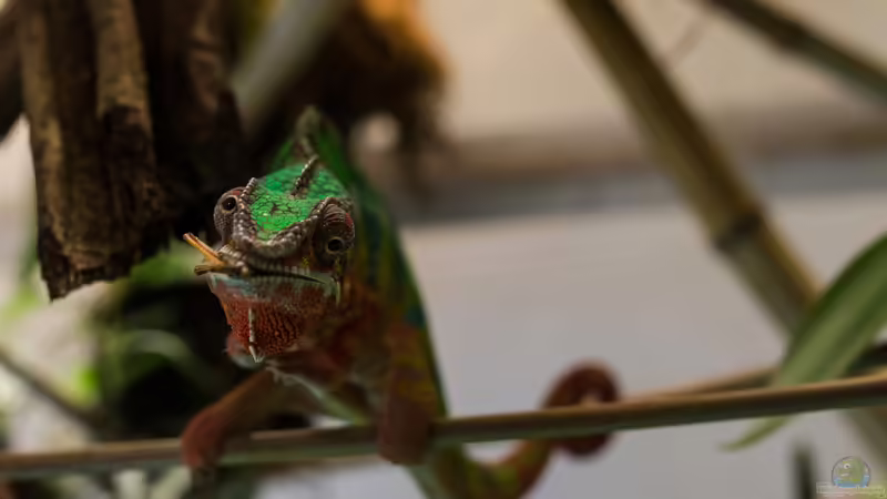 Pantherch. ´Leo´ (05/2015) von fischgarage (15)