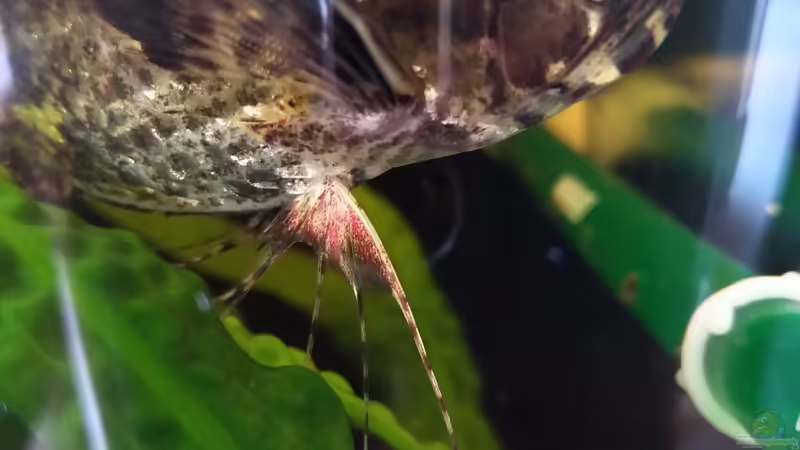 Pantodon Buchholzi Weibchen mit Eiansatz von Tiburón (55)