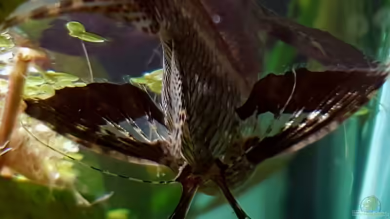 Wurzeln und Holz im Aquarium (Einrichtungsbeispiele mit Holz als Dekoration) 