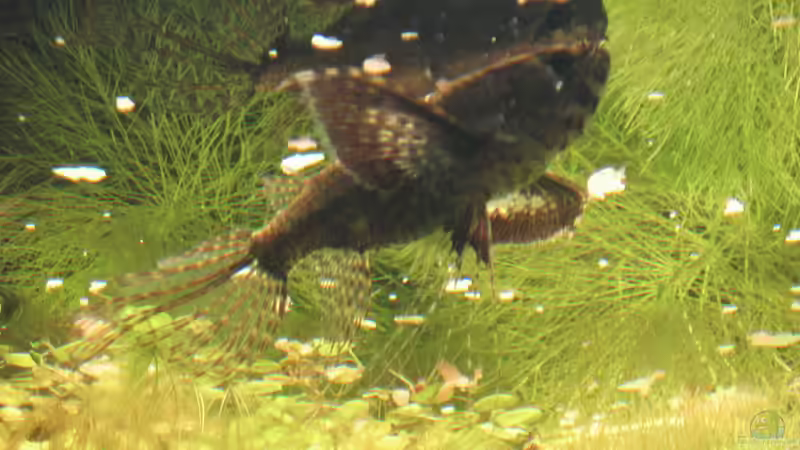 Einrichtungsbeispiele mit Afrikanischer Schmetterlingsfisch (Pantodon buchholzi)