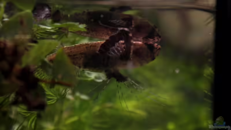 Pantodon Bucholzi  von Koehler (39)