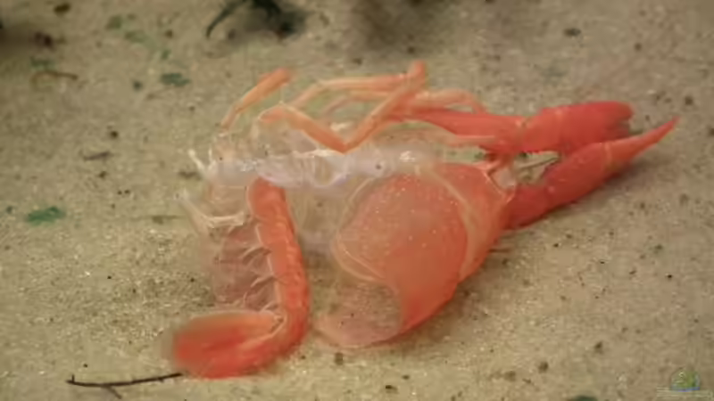 Panzer vom kleinen Krebs nach der Häutung von Peter Tippmar (13)