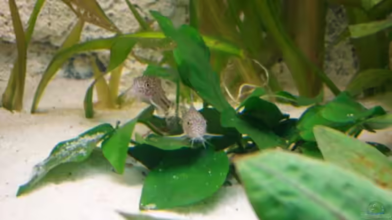 Panzer-Welse von SaMo (13)