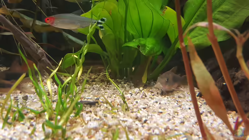 Panzerlwels von Mel (50)