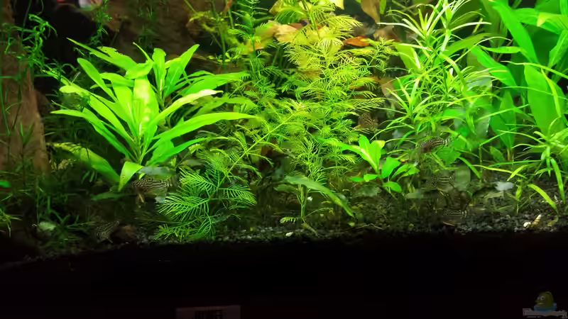 Panzerparade :-)) von NRW (43)