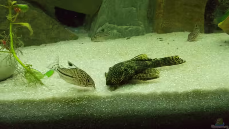 Panzerwels  / Antennenwels von Thomas Huber (13)