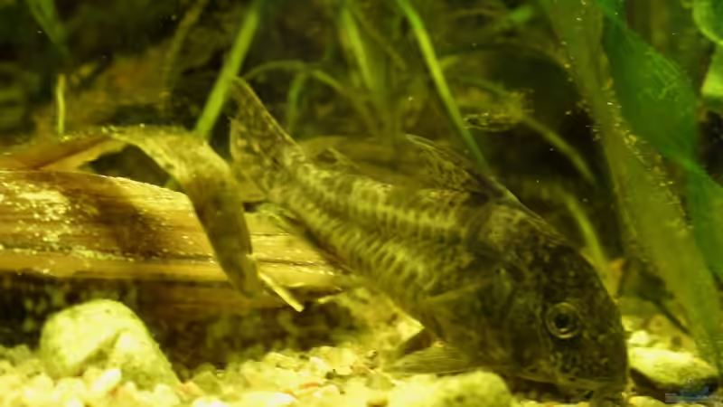 Panzerwels , Corydoras paleatus  . von Fat Tony (16)