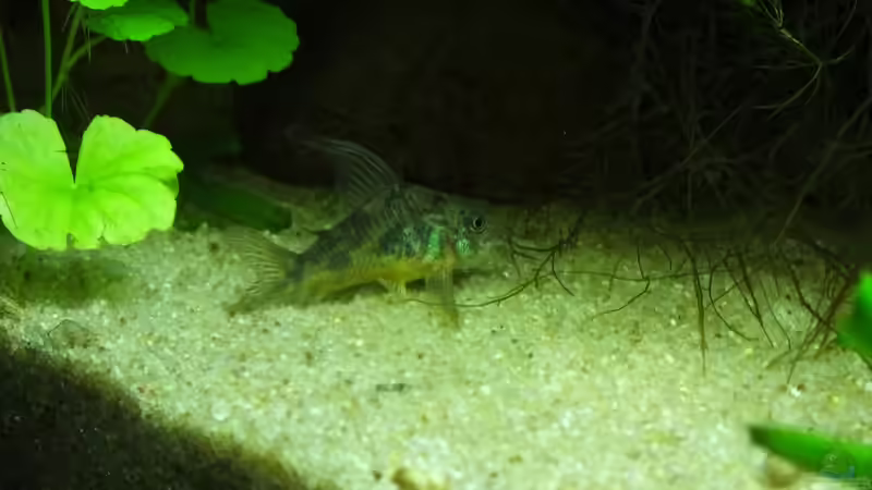 Panzerwels - mein Liebling! von Oberoesterreicher (42)