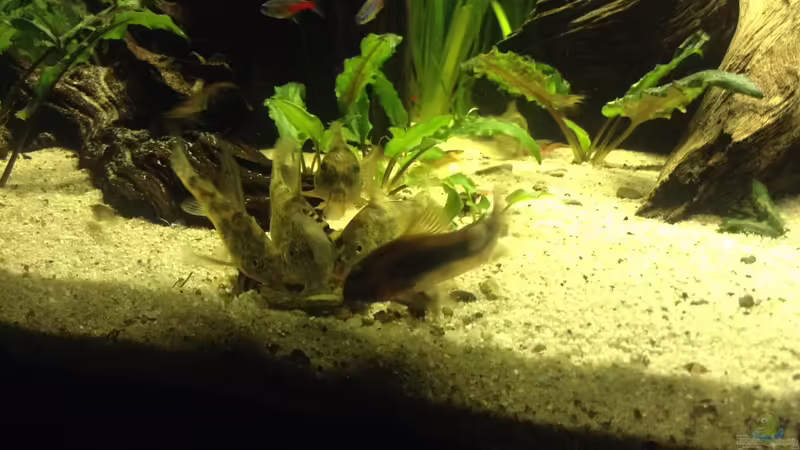 Panzerwels  von Simon W (12)