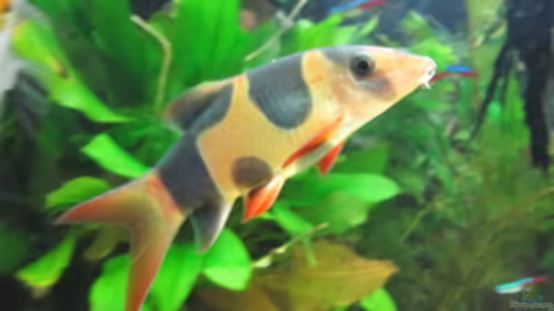 Panzerwels  von Skalar Fan (14)