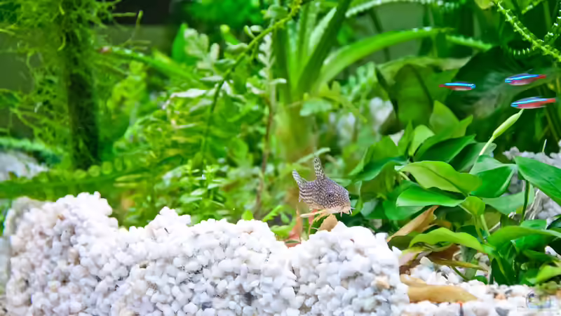 Panzerwels 1 von propeller (11)