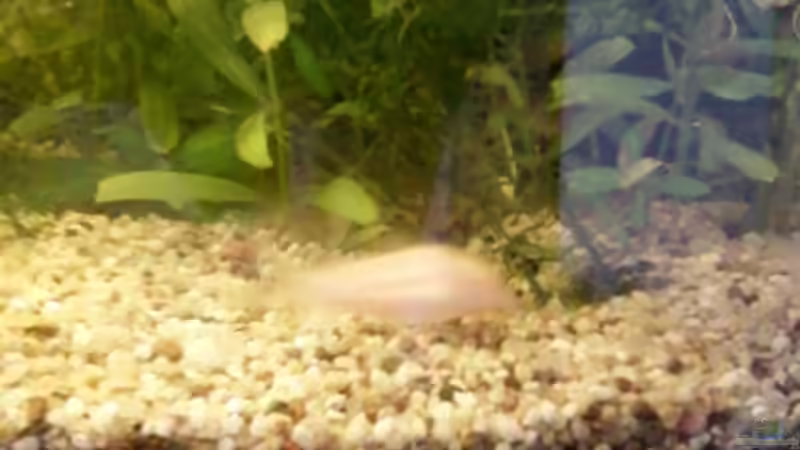 Panzerwels Albino von Reinhold Berk (17)