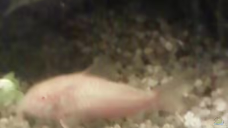 Panzerwels Albino von Reinhold Berk (18)