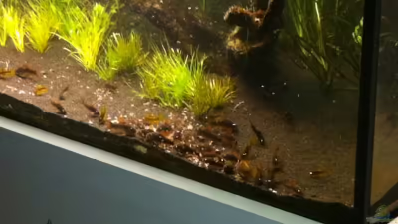 Panzerwels-Armee :) von Dani B (39)