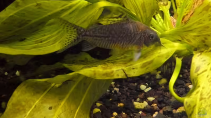 Echinodorus im Aquarium (Einrichtungsbeispiele mit Schwertpflanzen)