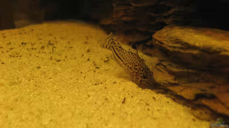 Panzerwels bei seiner Lieblingsbeschäftigung: Wühlen! von Christian Messner (6)