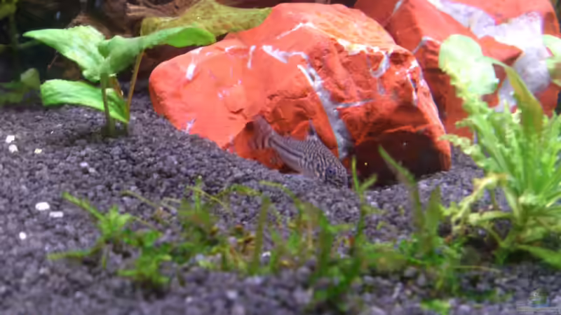 Panzerwels beim fressen von Wall-E (38)