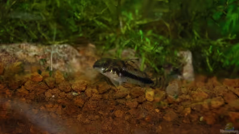 Panzerwels Corydoras habrosus von Sven Seibert (8)