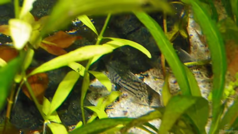 Aquarien mit Corydoras schwartzi (Schwartz´ Panzerwels)