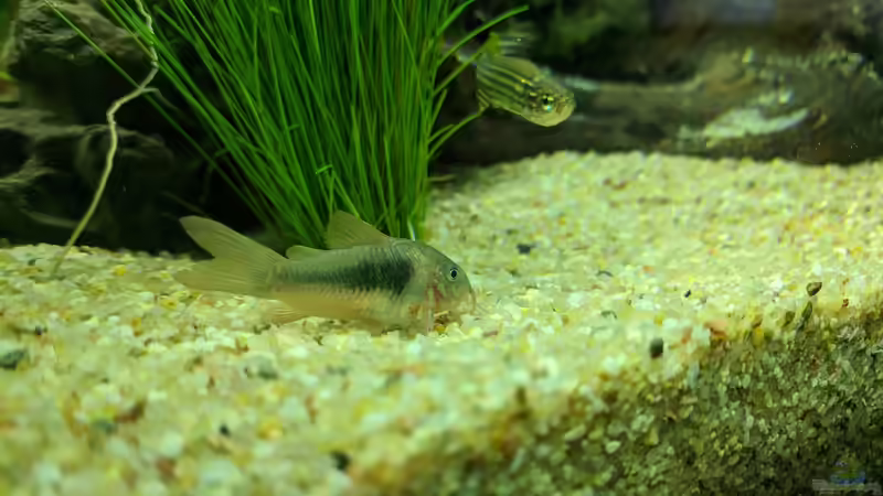 Panzerwels erkundet Umgebung (15.06.2020) von Ameisenalex (63)