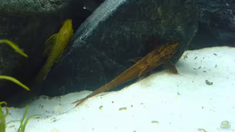 Panzerwels/Hexenwels  von Michael Ahlborn (4)