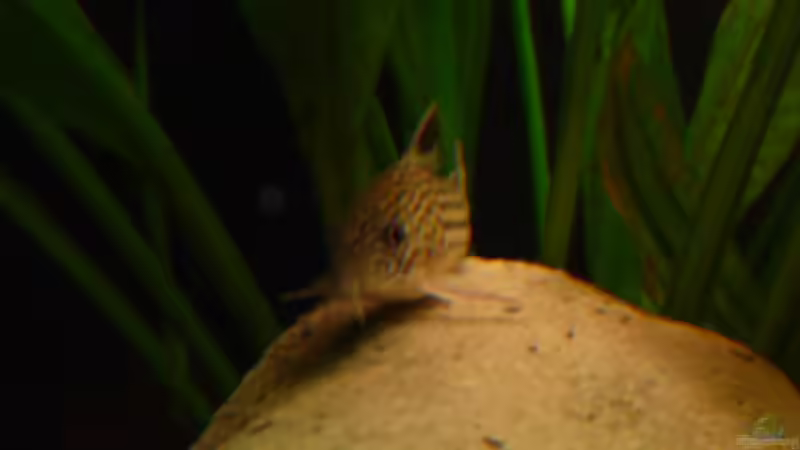 Panzerwels julii von Bavaria (14)