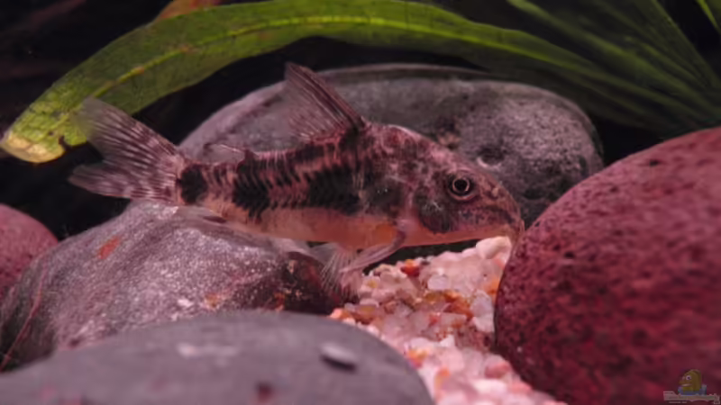 Panzerwels (lebt nicht mehr) von lennert (11)