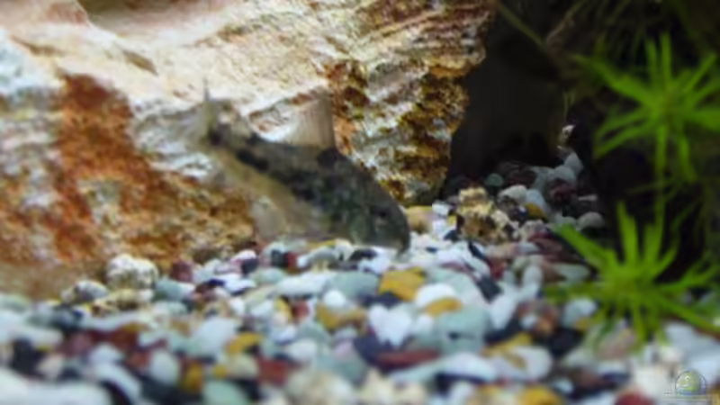 Panzerwels (leider verstorben) von Sunnyboy_72 (14)