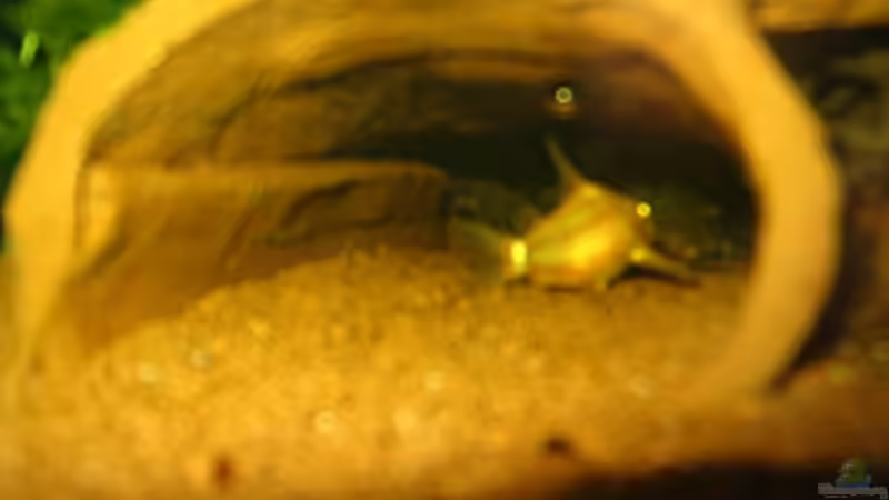 Panzerwels-Nachwuchs (Albino) von Sabine Hoffmann (27)