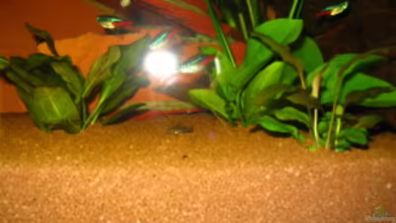 Panzerwels-Nachwuchs von Sabine Hoffmann (23)