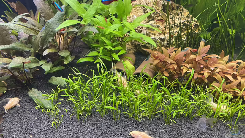 Panzerwels,rote Neon von Ottche (48)