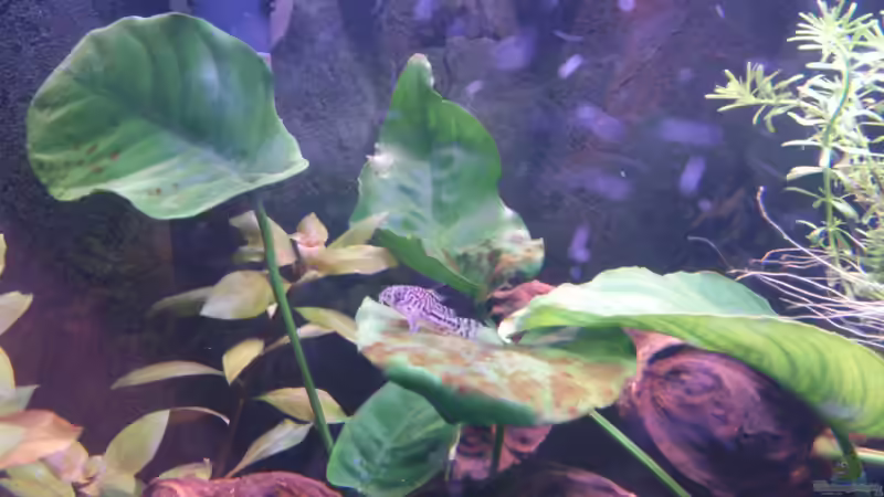 Panzerwels ruht sich aus von Wall-E (37)