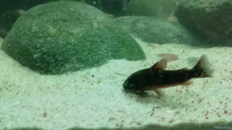 Panzerwels von - Stephen - (30)