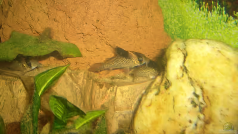 Panzerwels von Andre Schreiter (26)