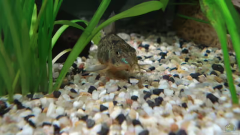 Panzerwels von Chris 81 (25)