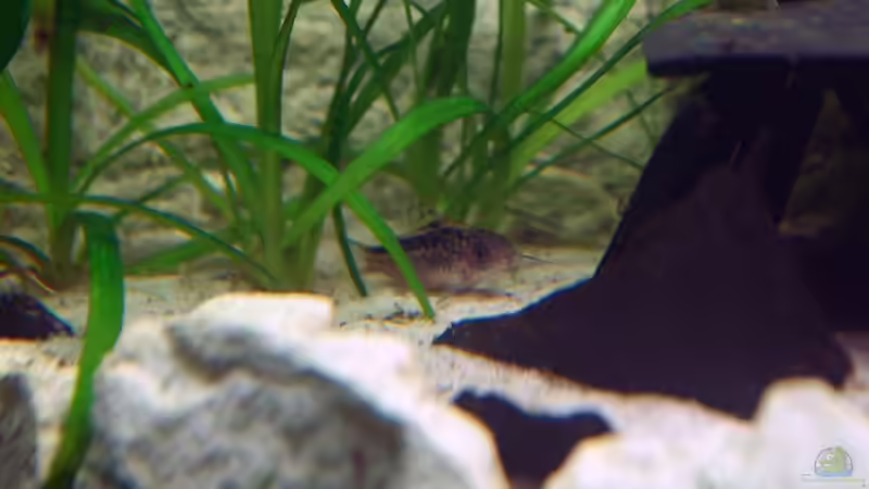 Panzerwels von daKING (20)