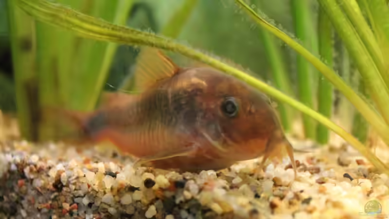 Panzerwels von DreamTümpel (15)