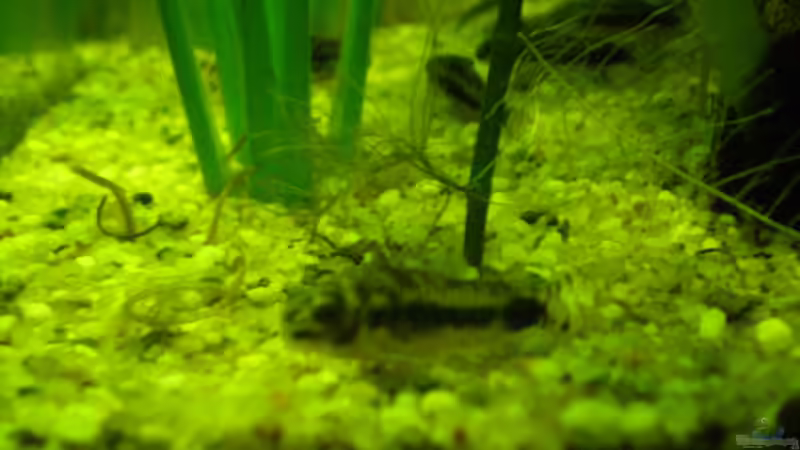 Panzerwels von Erwinio (21)