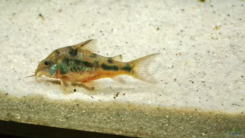 Panzerwels von Frank Krüger (22)