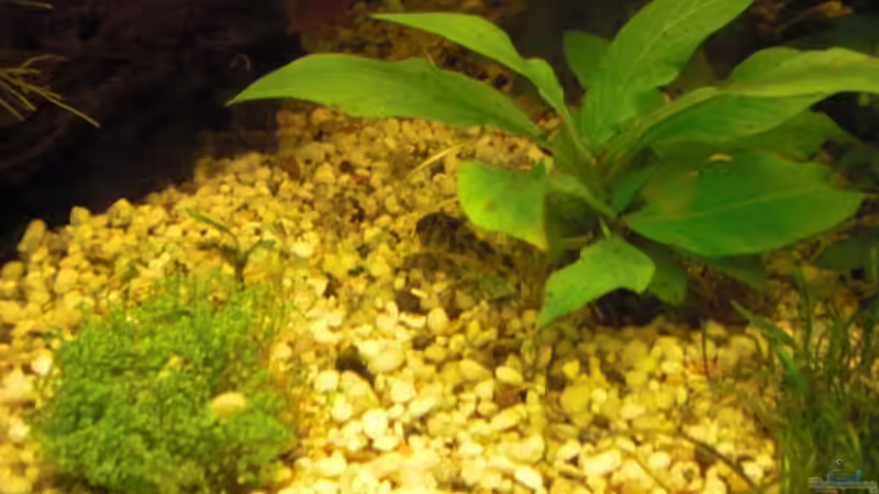 Panzerwels von guido12304 (9)