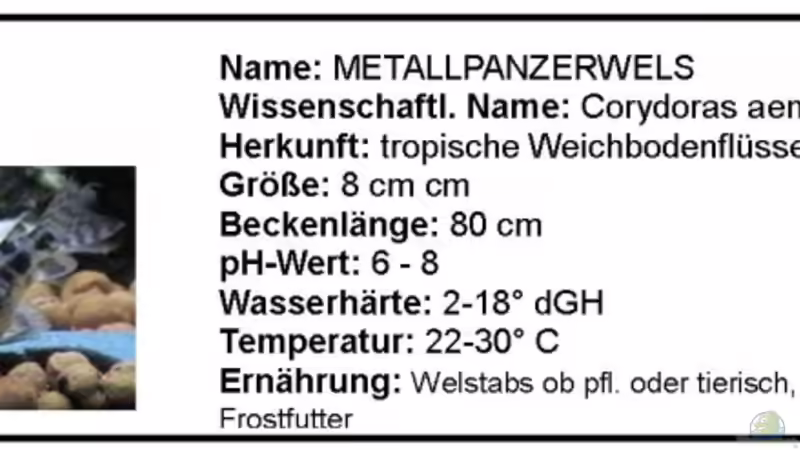 Panzerwels von Hobytomy (22)