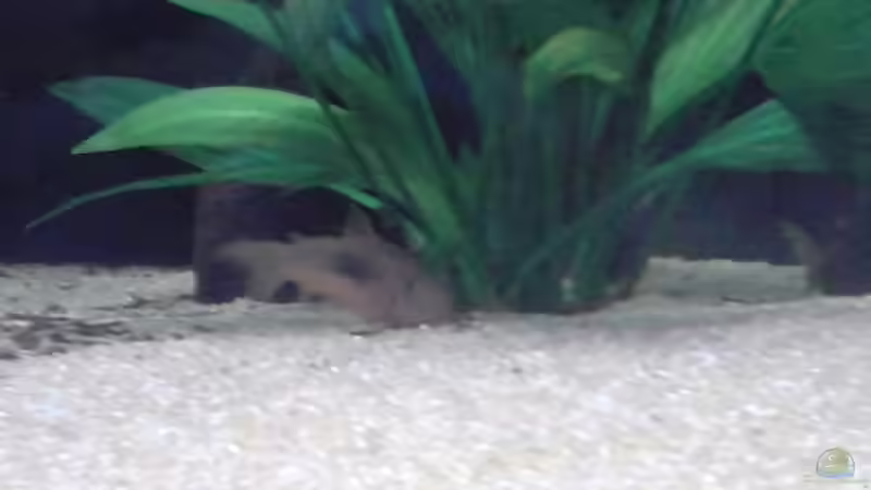 Panzerwels von Ich bins Volker (3)