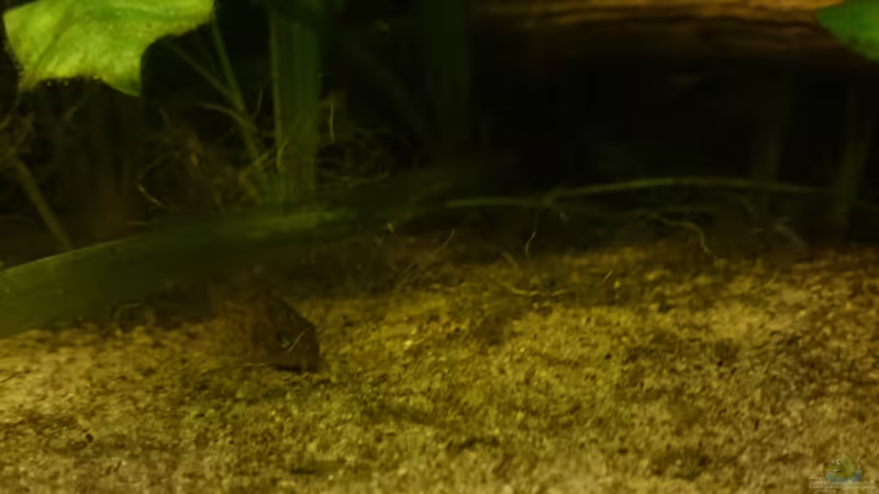 Panzerwels von Karim C (32)