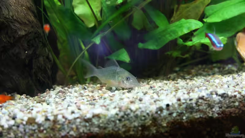 Panzerwels von Oli M. (15)