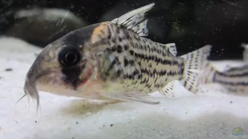 Panzerwels von Patrick K. (10)